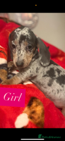 Miniature Dachshund dogs Miniature dachshund puppies for sale - Advert 13