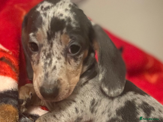Miniature Dachshund dogs Miniature dachshund puppies for sale - Advert 12