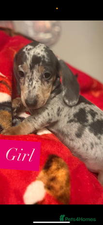 Miniature Dachshund dogs Miniature dachshund puppies for sale - Advert 6