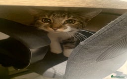 Mixed Breed cats for sale: Red/Cookie - Image 2