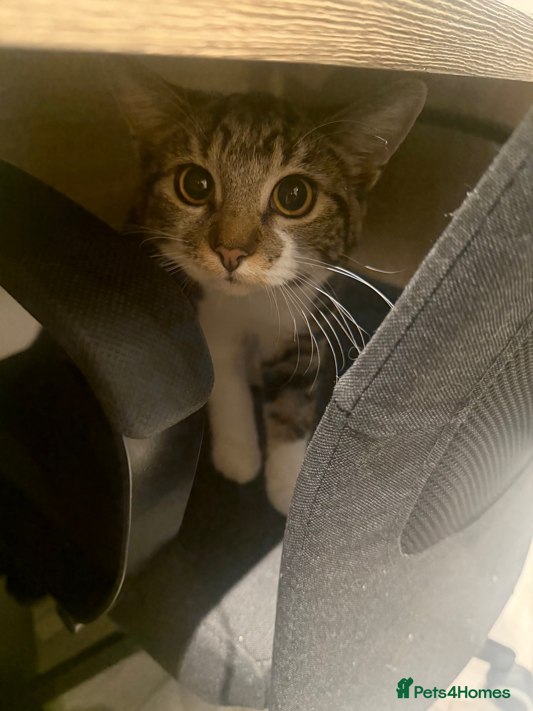 Mixed Breed cats for sale: Red/Cookie - Image 2