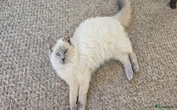 Ragdoll cats for sale: Ragdoll Kittens, One male and one female.  - Image 9