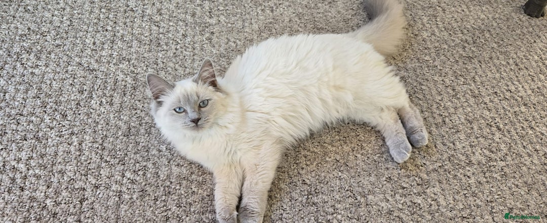Ragdoll cats for sale: Ragdoll Kittens, One male and one female.  - Image 9