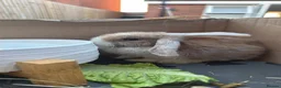 Mini Lop rabbits for sale: Mini lop 9 weeks old :) in West Bromwich - Advert 2