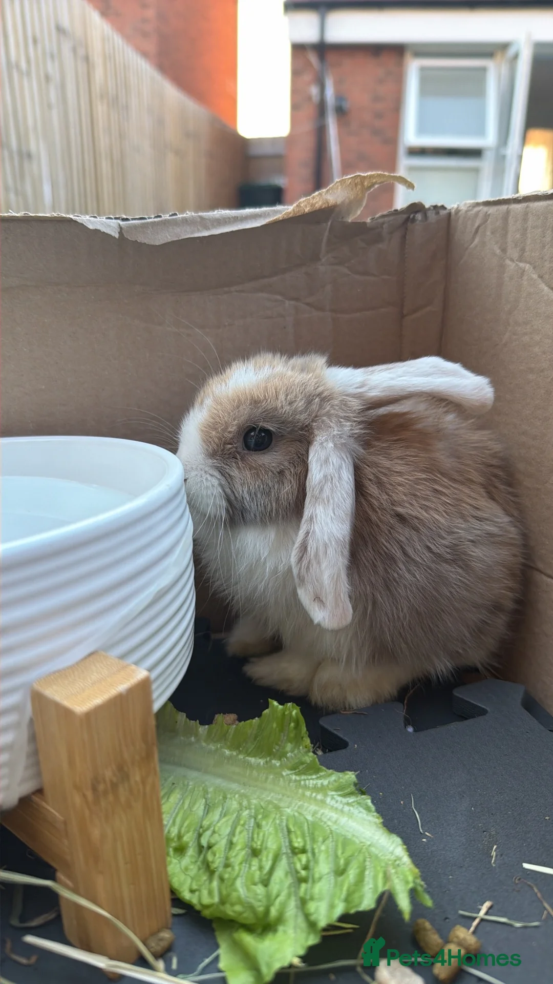 Mini Lop rabbits for sale: Mini lop 9 weeks old :) in West Bromwich - Advert 2