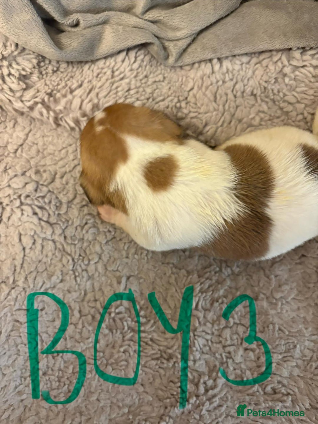 Jack Russell dogs for sale: 8 beautiful Jack Russell puppies 5 boys 3 girls - Image 7