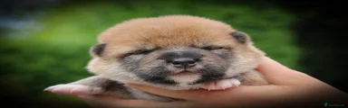 Japanese Shiba Inu 1