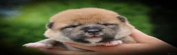 Japanese Shiba Inu dogs for sale: Outstanding original Japanese Shiba Inu puppies  - Advert 21