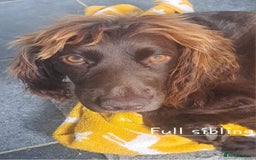 Cocker Spaniel dogs for sale: 4th Generation, Working Cocker Spaniel Puppies  🩵 - Image 19