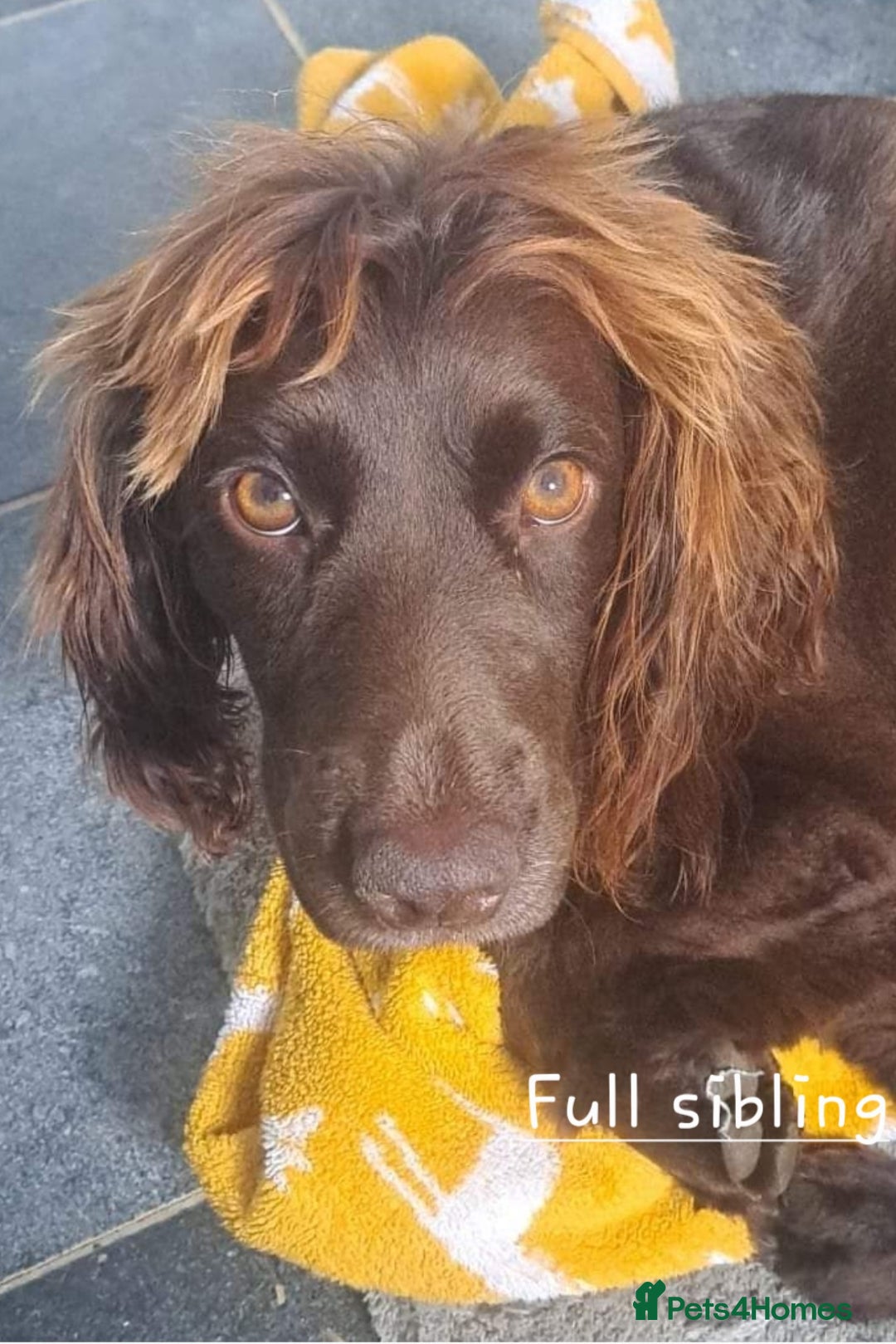 Cocker Spaniel dogs for sale: 4th Generation, Working Cocker Spaniel Puppies  🩵 - Image 19