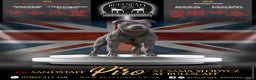 Staffordshire Bull Terrier dogs for sale: 🏆 CHAMPION PUPS READY TO LEAVE 🏆 - Advert 6