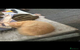 Mixed Breed cats for sale: Beautiful ginger kittens  - Image 7