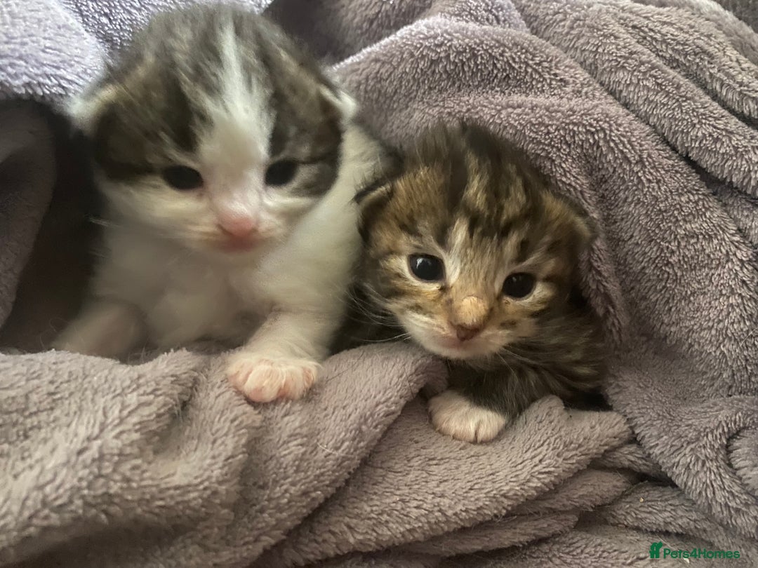 RagaMuffin cats for sale: Beautiful ragdoll x kittens 1 LEFT READY NOW - Image 10