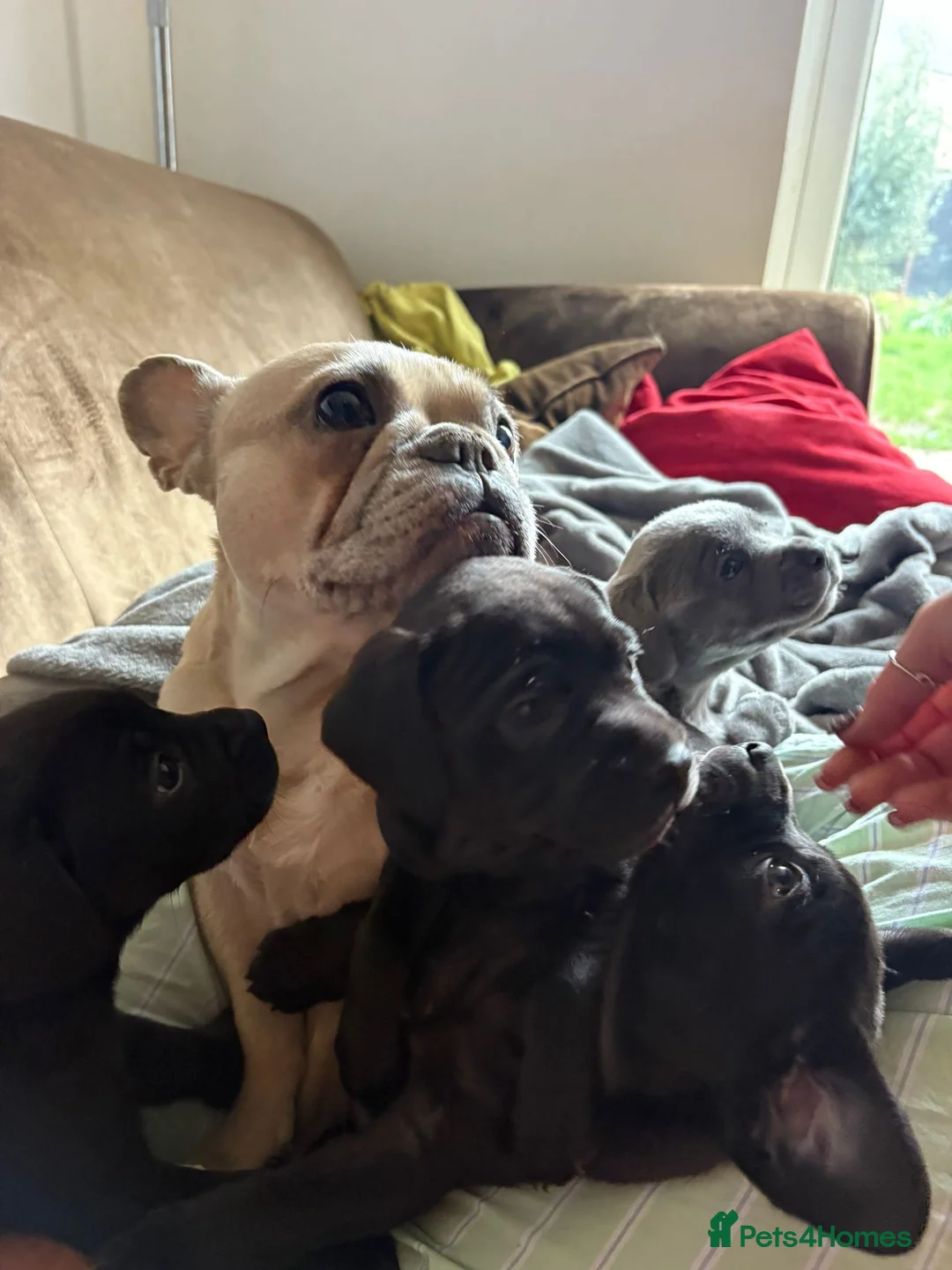 Mixed Breed dogs for sale: Small soft and friendly pups excited for a home  in Broadstairs - Advert 1