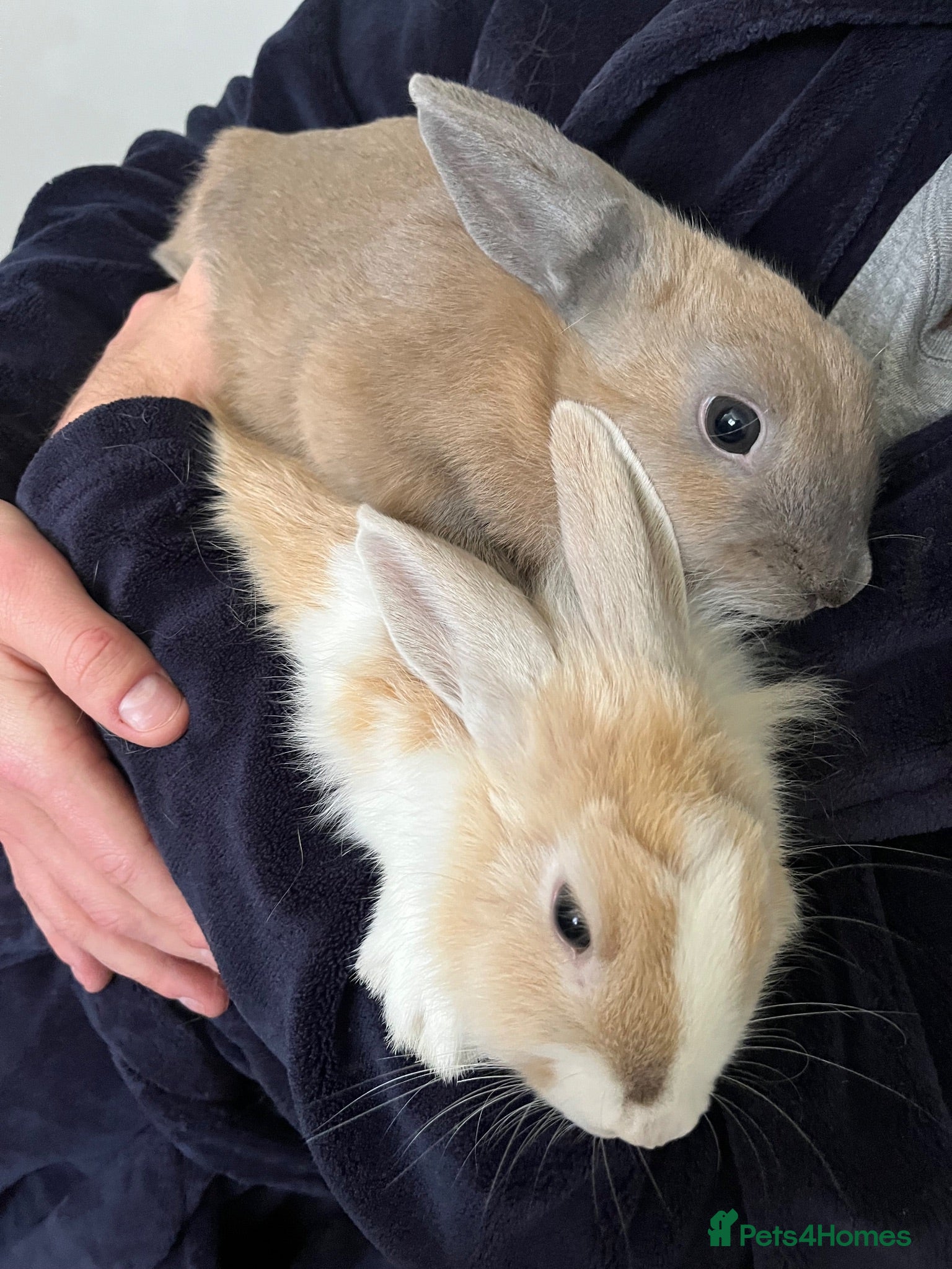 Mixed Breed rabbits Lovely rabbits looking for a new home 🐰❤️ - Advert 6