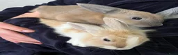 Mixed Breed rabbits for sale: Lovely rabbits looking for a new home 🐰❤️ - Advert 1