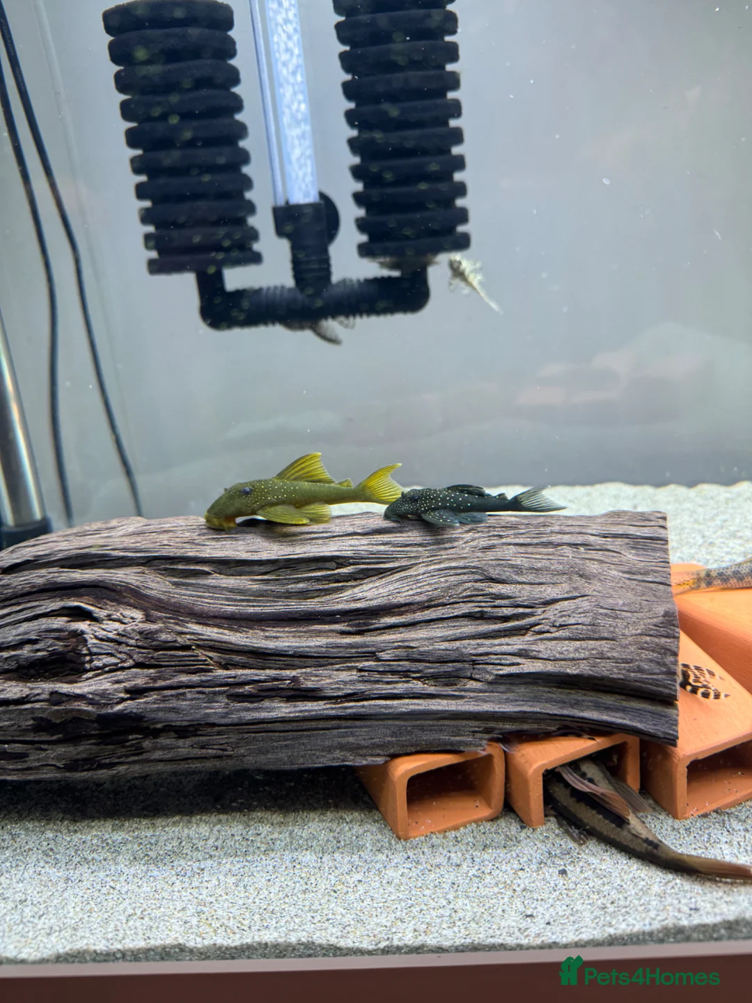 Plecos fish for sale: Juwel Rio 240L full tank set up with rare plecos - Advert 18