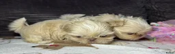 Shih Tzu dogs for sale: Tiny imperial shihtzu puppies - Advert 10