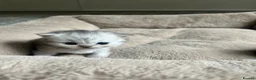 British Shorthair cats for sale: UNIQUE BSH x PERSIANS  - Advert 5