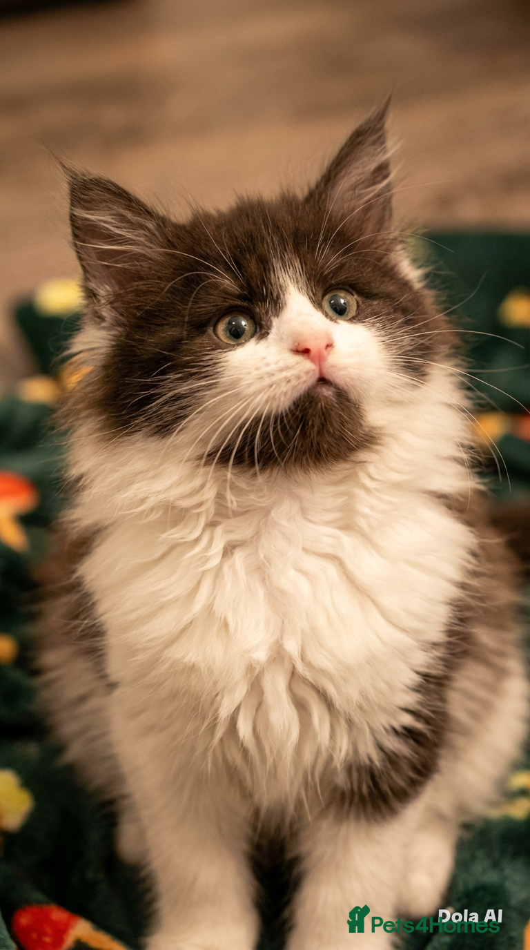 Maine Coon cats STUNNING PUREBRED MAINE COON KITTENS ✨ - Advert 8