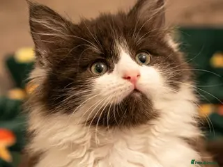 Maine Coon cats STUNNING PUREBRED MAINE COON KITTENS ✨ - Advert 8