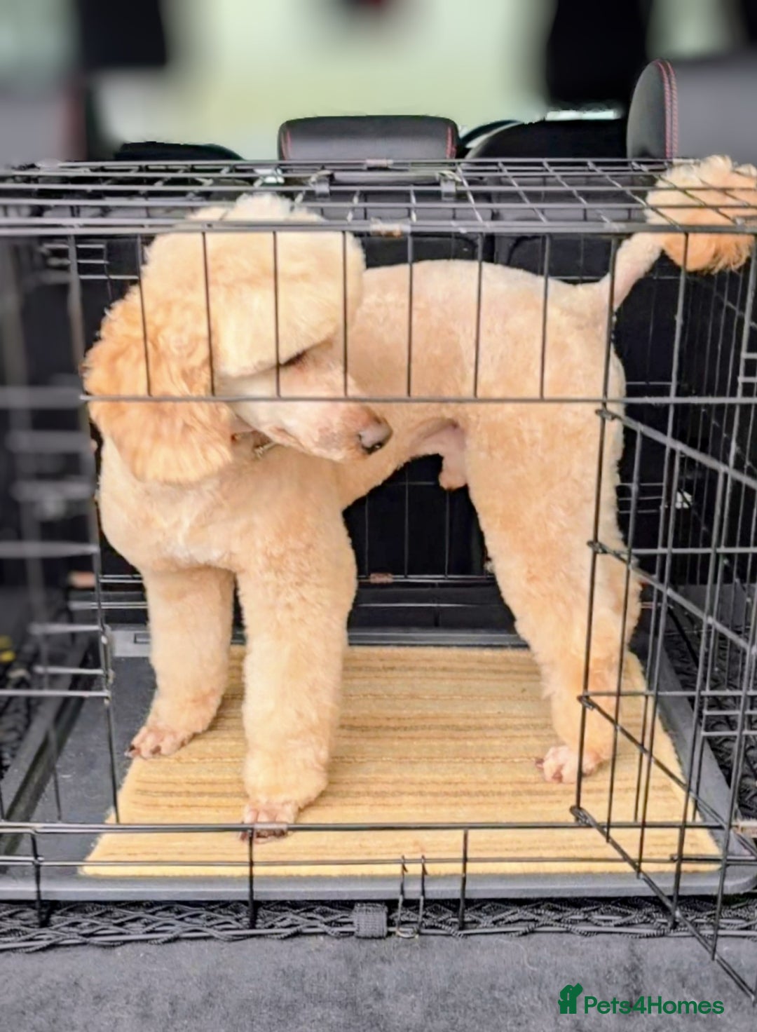 Toy Poodle dogs for stud: TOY & MINIATURE BOY'S FOR STUD  in Iver - Advert 10