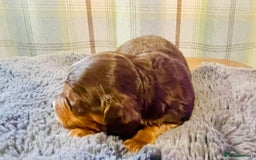 Miniature Dachshund dogs for sale: Gorgeous Long Haired KC Miniature Dachshunds - Image 9