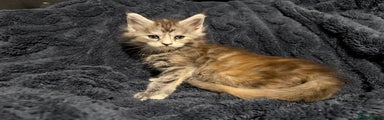 Maine Coon Kitten 6