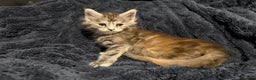 Maine Coon cats for sale: 7 beautiful Maine coon full breed kittens  - Advert 6