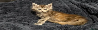 Maine Coon Kitten 6