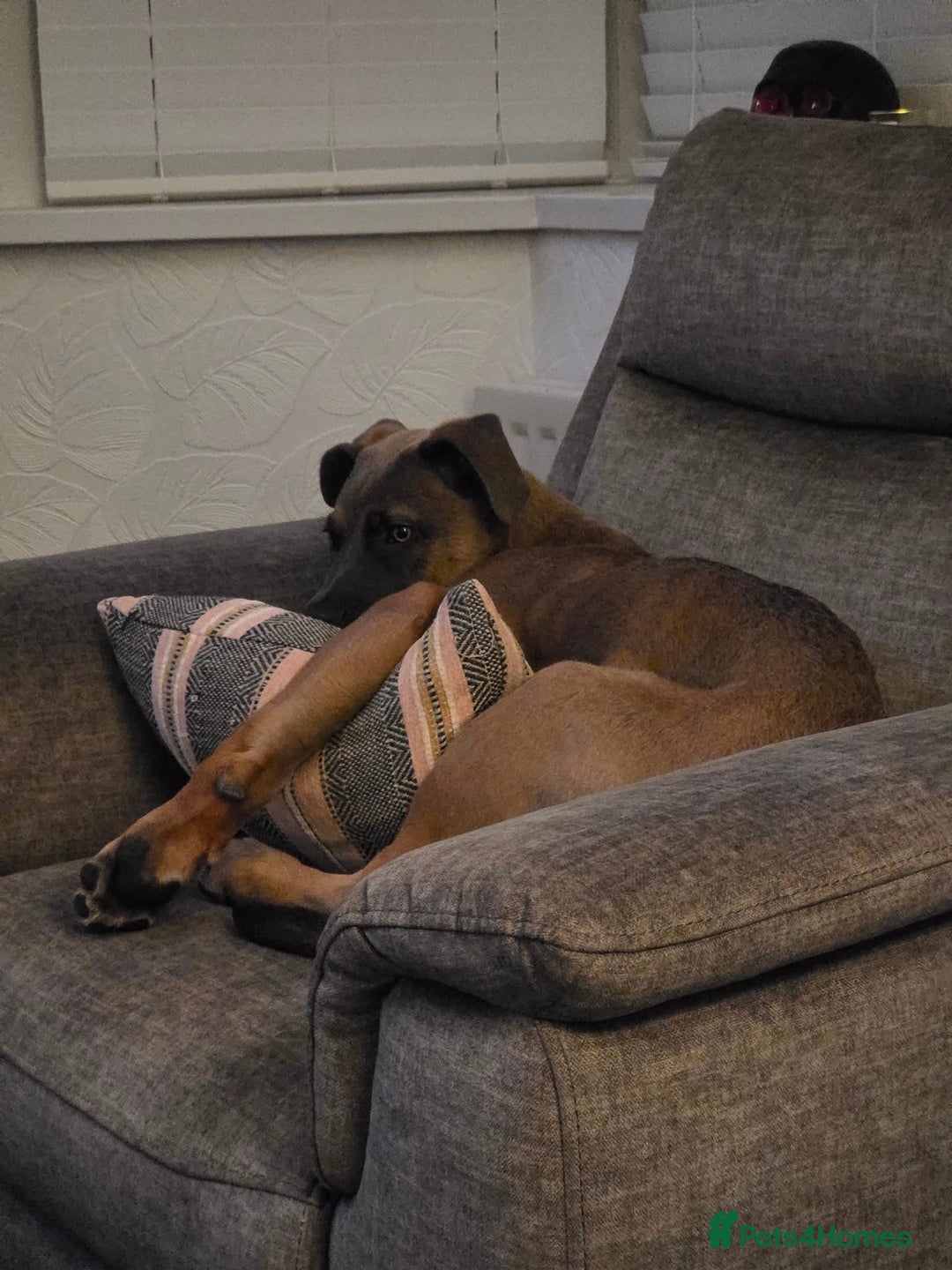 Mixed Breed dogs for sale: 5 month old Belgian Malinois x American Bulldog - Image 2