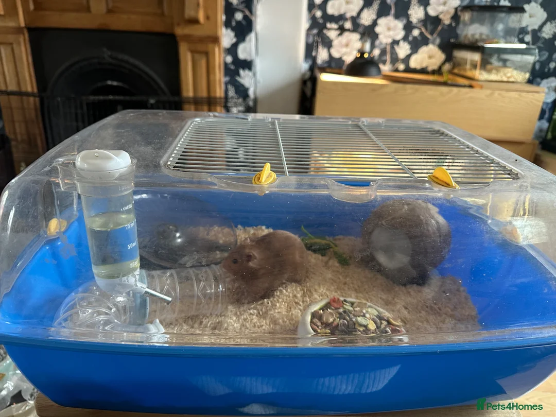 Hamster rodents for sale: Male hamster  - Advert 4