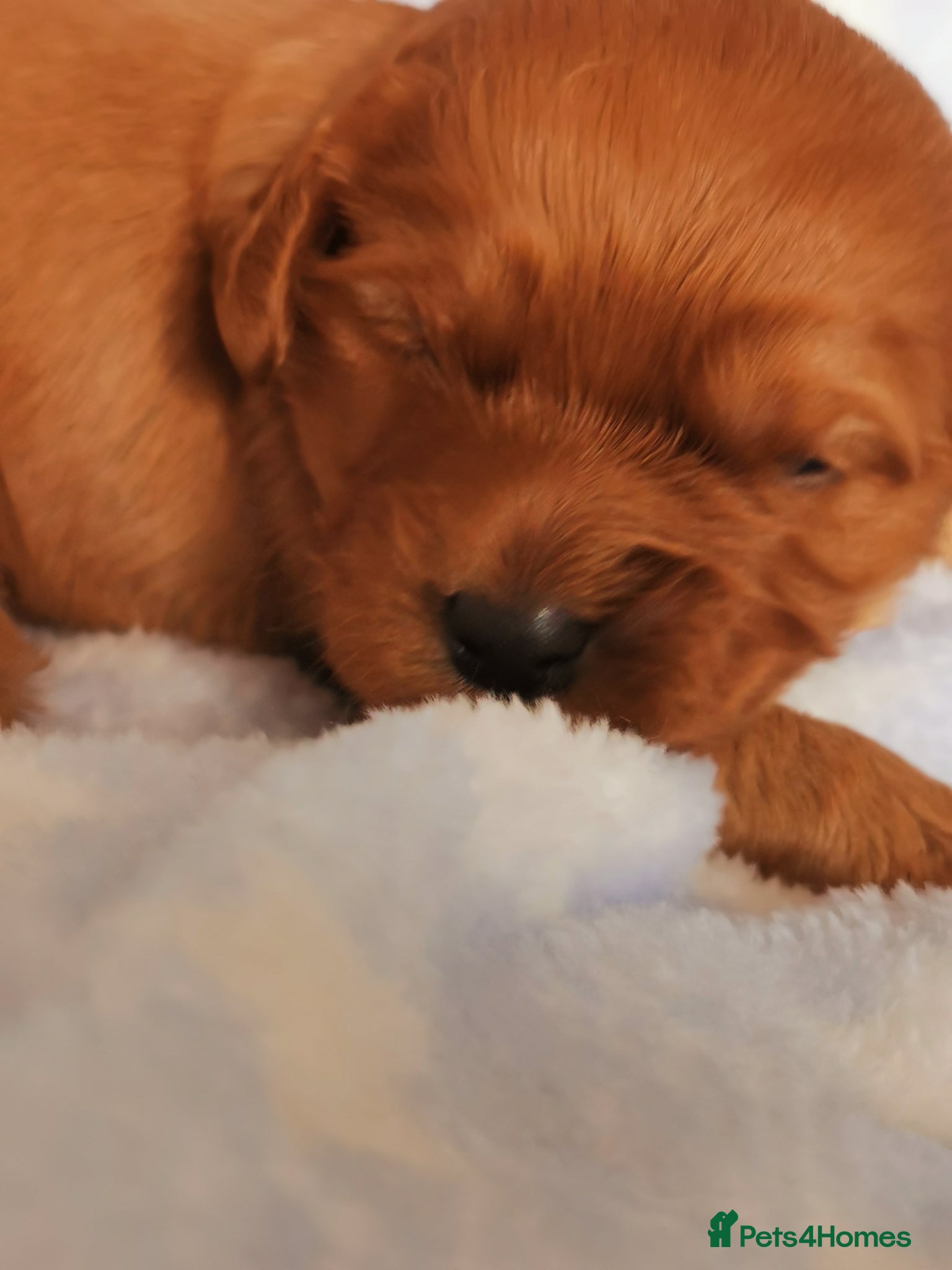 Cavapoo dogs EXTENSIVELY HEALTH TESTED F1B CAVAPOO PUPPIES  - Advert 1