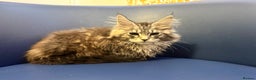 Maine Coon cats for sale: Maine Coon kittens ready now - Advert 3
