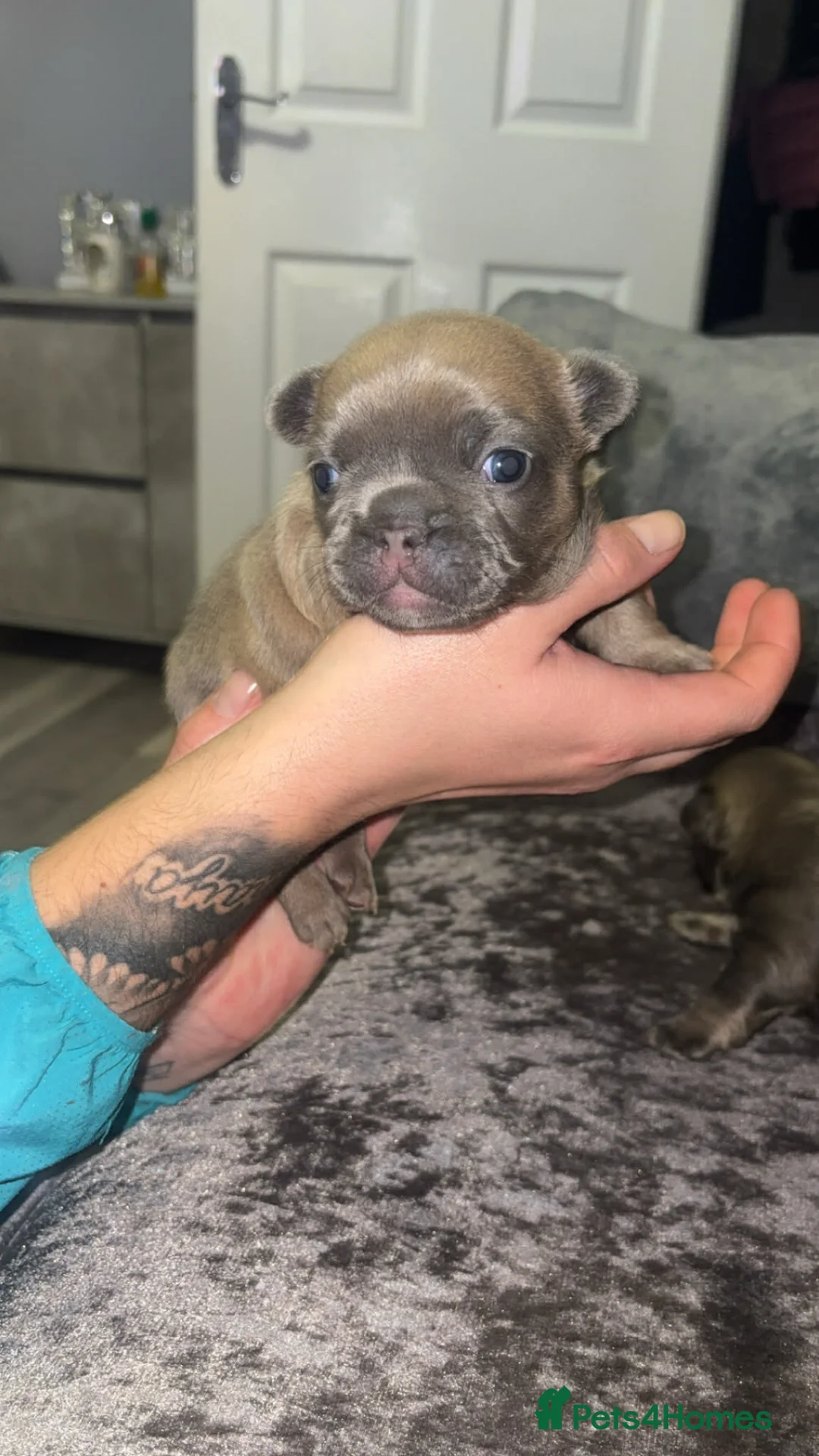 French Bulldog dogs for sale: French bulldogs  - Advert 2