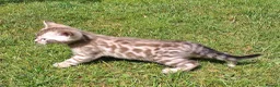 Bengal cats for sale: Stunning snow/silver Bengal kittens - Advert 4