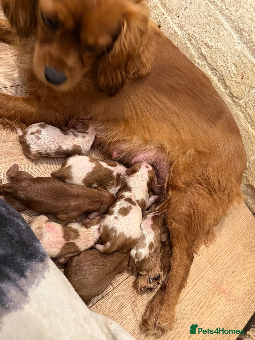 Cavalier King Charles Spaniel dogs for sale: 7 beautiful cavalier King Charles spaniel in Wigston - Advert 2