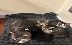 Mixed Breed cats for sale: Loving homes needed! - Advert 3