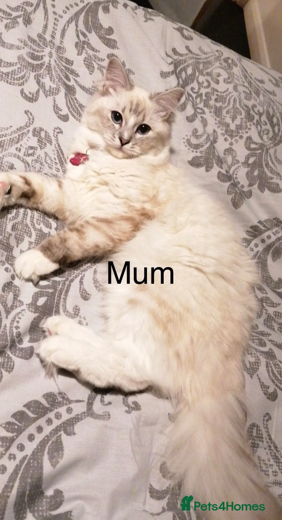 Mixed Breed cats for sale: Half Ragdoll and tabby kittens available - Advert 2