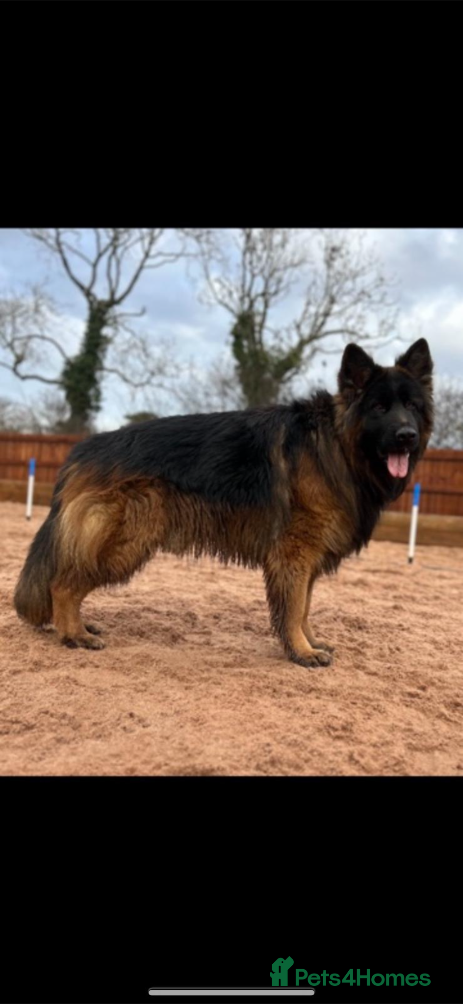 German Shepherd dogs ⭐️ LUX kc reg ⭐️ - Advert 1