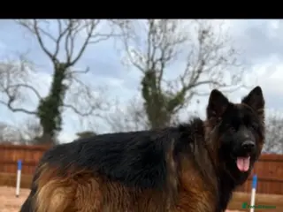 German Shepherd dogs ⭐️ LUX kc reg ⭐️ - Advert 1