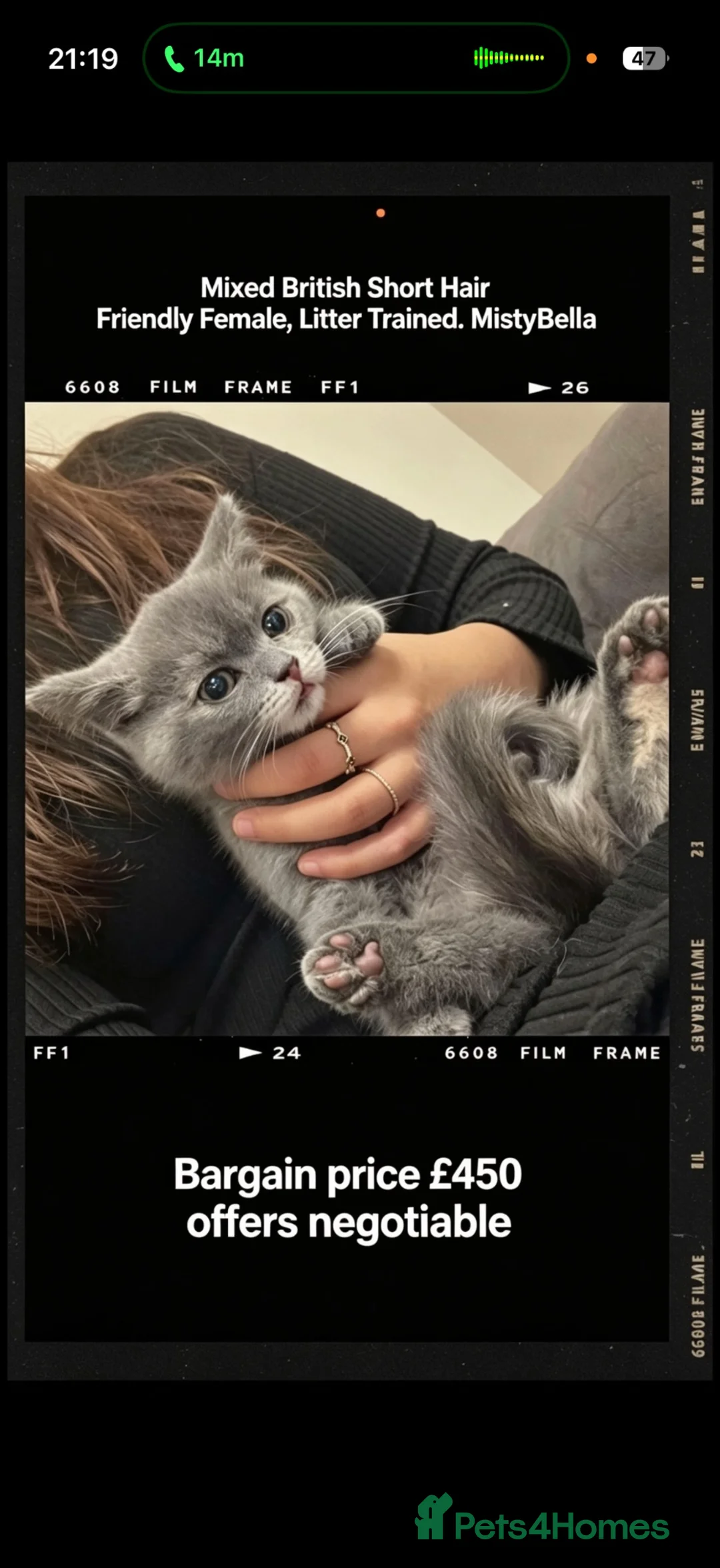 Mixed Breed cats for sale: MistyBella  - Advert 2