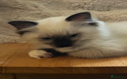 Ragdoll cats for sale: 🎀Beautiful Ragdoll kittens (TICA reg)🎀 - Image 11