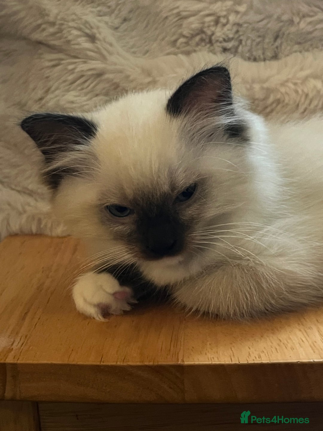 Ragdoll cats for sale: 🎀Beautiful Ragdoll kittens (TICA reg)🎀 - Image 11