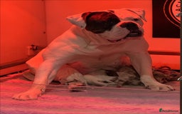 Olde English Bulldogge dogs for sale: Olde English Bulldogges puppies  - Image 2