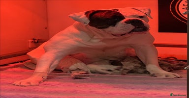 Olde English Bulldogge dogs - Advert 11