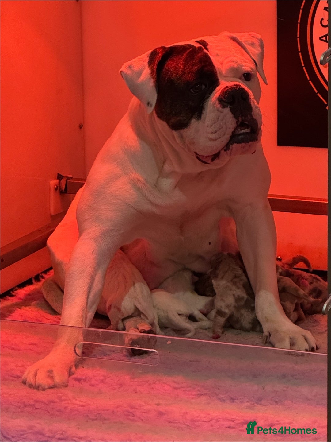Olde English Bulldogge dogs for sale: Olde English Bulldogges puppies  - Image 2