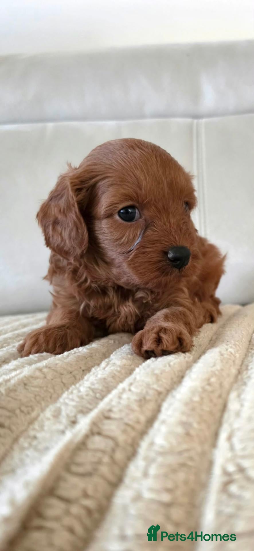 Cavapoo dogs Fox red cavapoo puppies - Advert 2