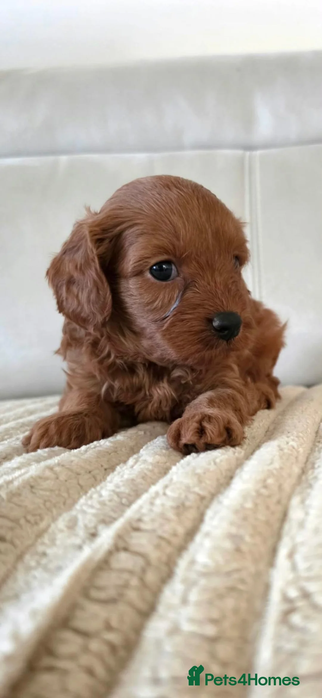 Cavapoo dogs for sale: Fox red cavapoo puppies - Advert 2