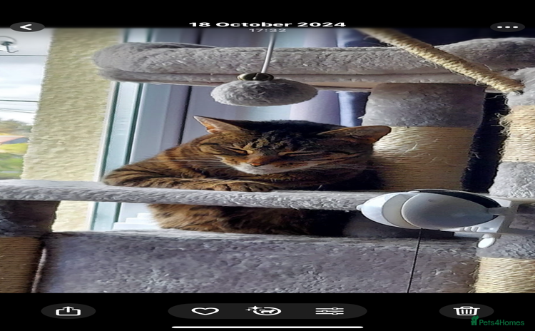 Mixed Breed cats - Advert 3